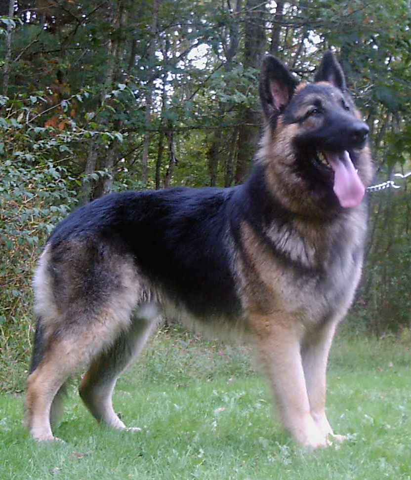 GSD puppies from Chaos last litters