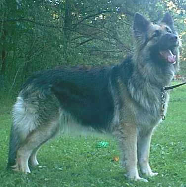 black and tan long coat german shepherd