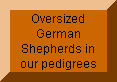 Oversized German Shepherds in our pedigrees