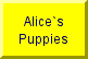 AKC German Shepherd puppies available