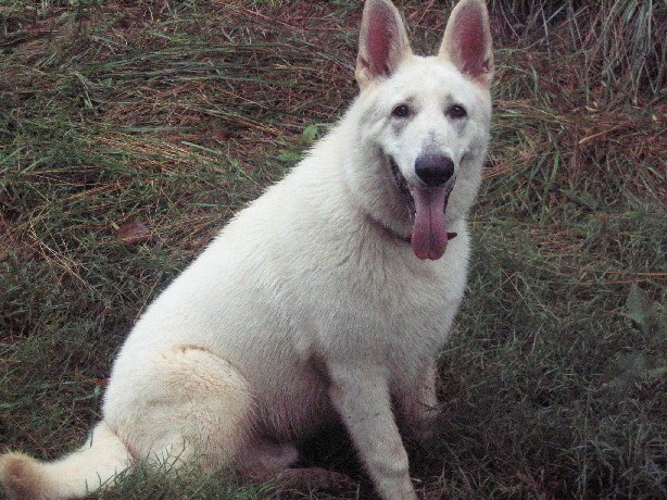 short coat german shepherd dog